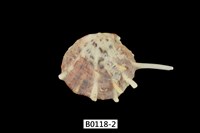 藏品(海菊蛤)的圖片